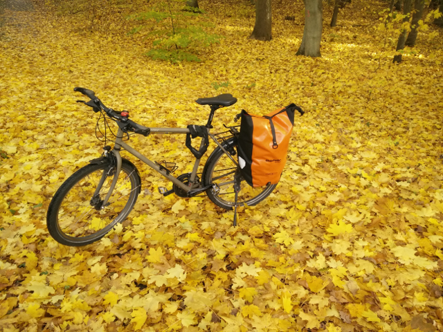 bicycle forest