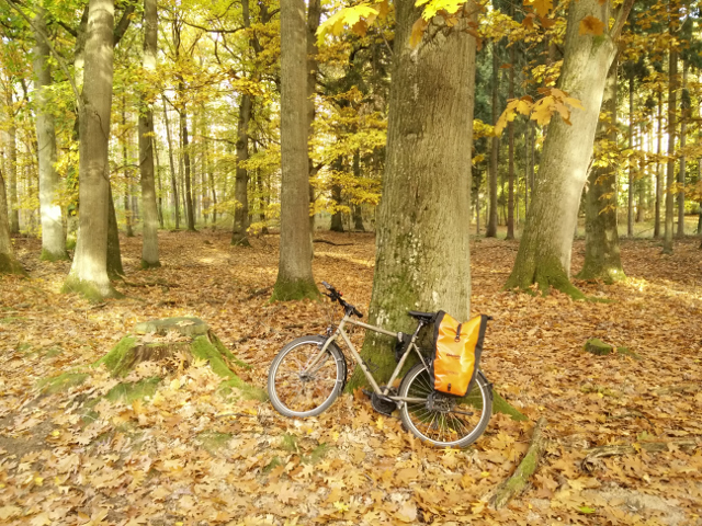 bicycle forest