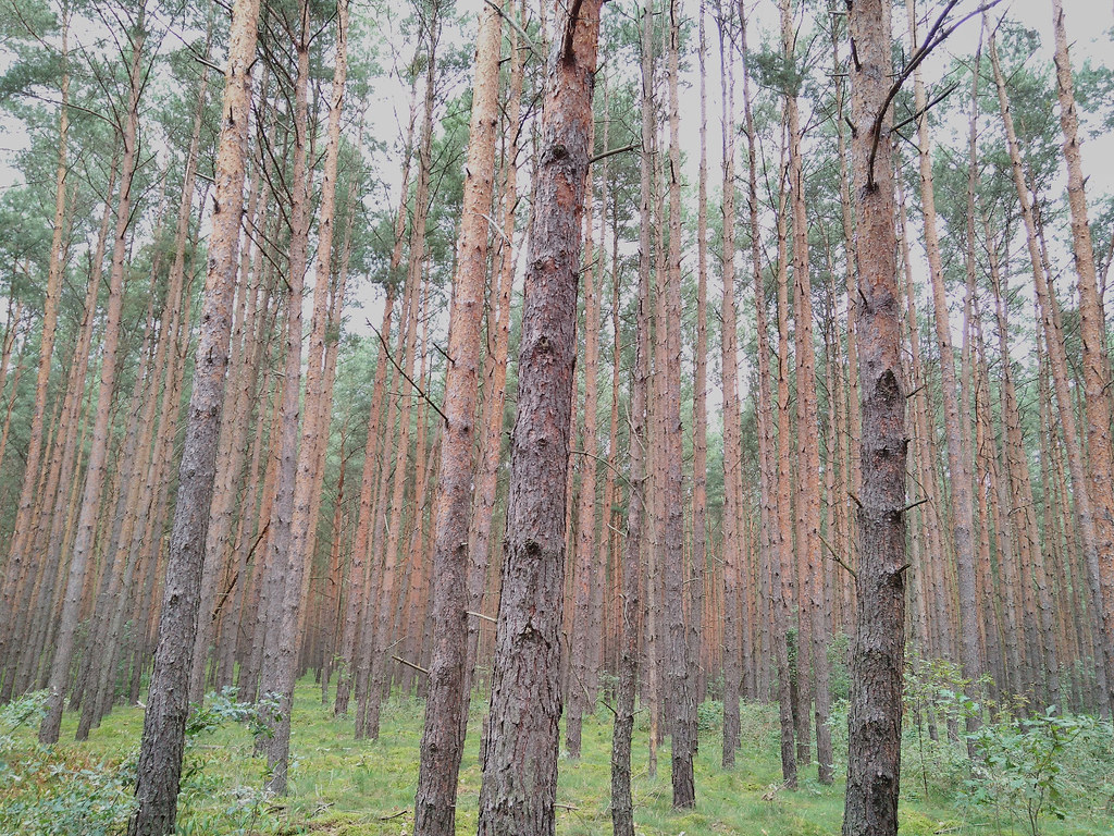 trees