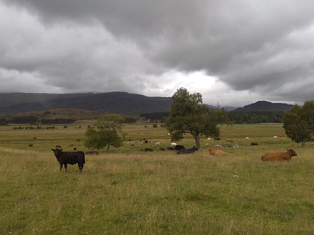 cows in scotland