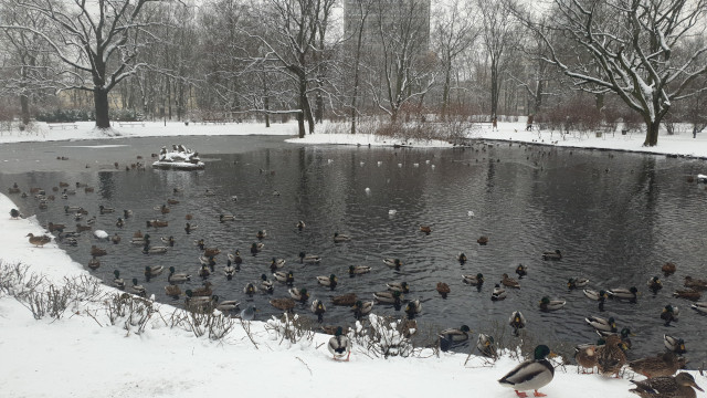ברווזים כשהאגם קפוא