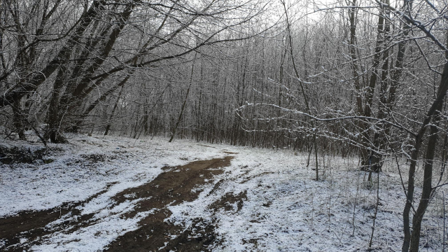 יער מכוסה בשלג