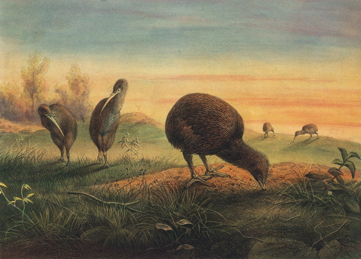 ציור של הקיוי מ-1861 בערך